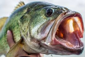 picture of bass